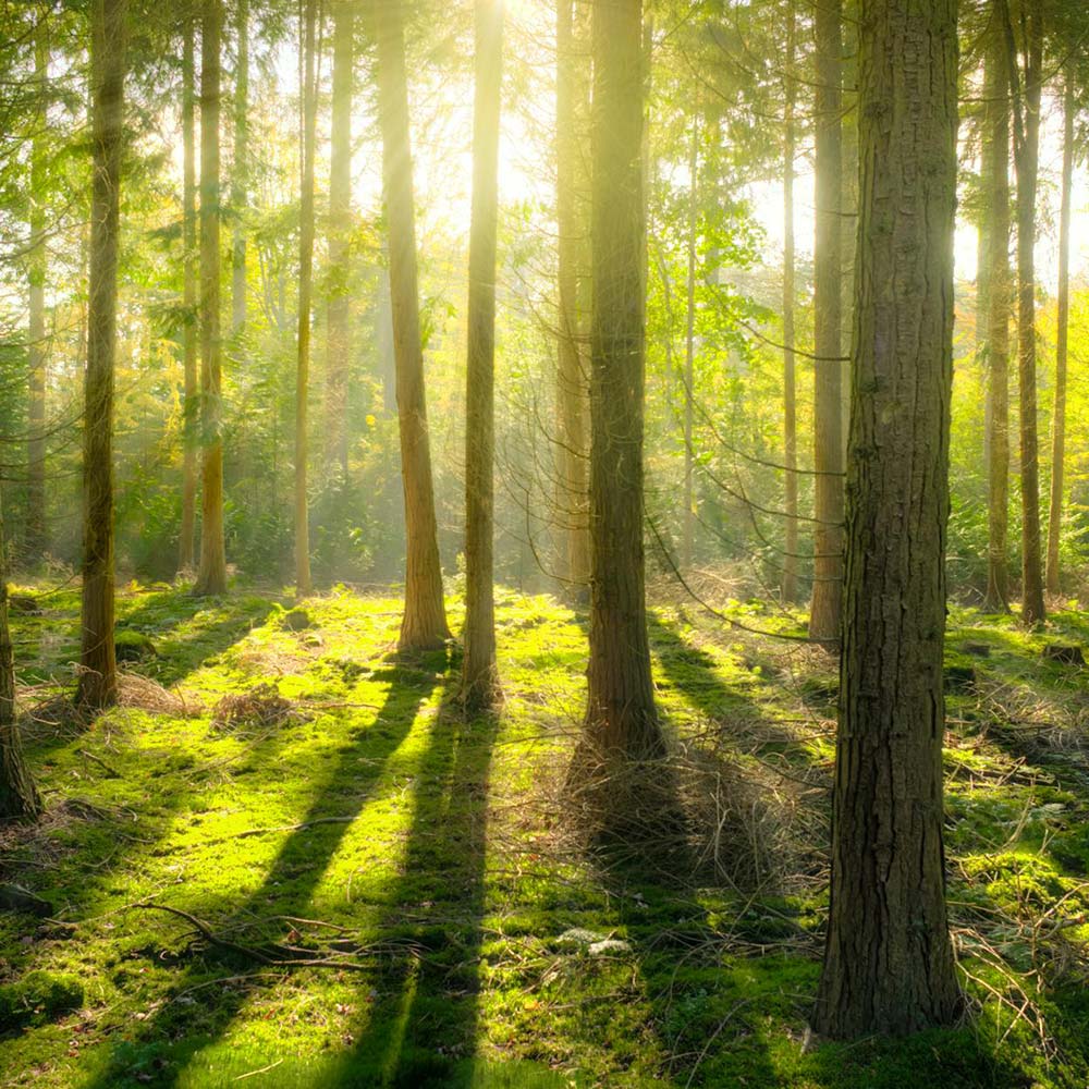 Sunlight through trees in the forest